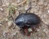 Silpha sp.